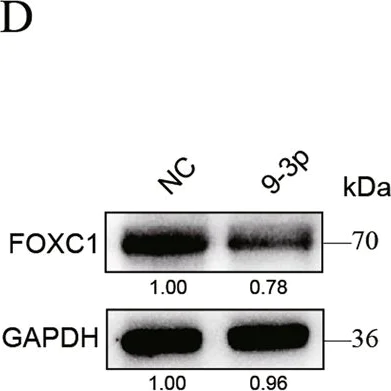 Western blot - Anti-FOXC1 antibody [EPR20685] (AB227977)
