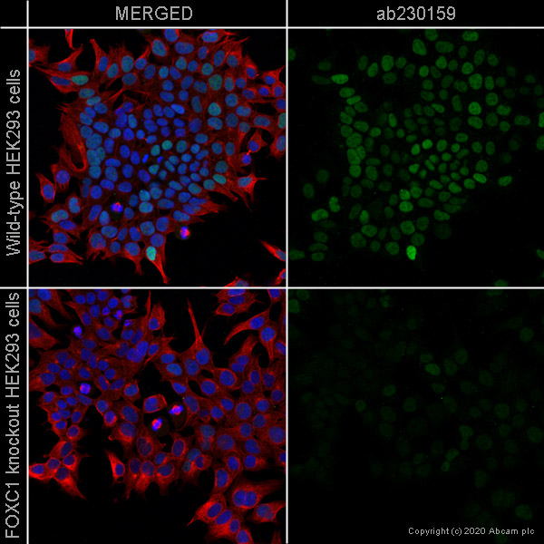 Immunocytochemistry/ Immunofluorescence - Anti-FOXC1 antibody [EPR20685] - BSA and Azide free (AB230159)