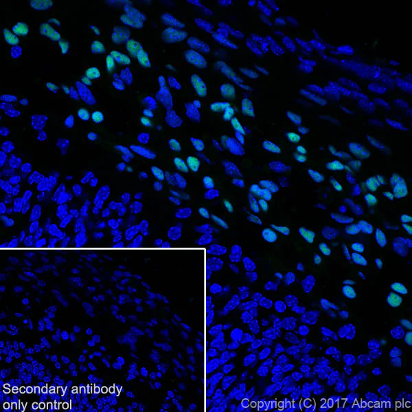 Immunohistochemistry (Frozen sections) - Anti-FOXC1 antibody [EPR20685] - BSA and Azide free (AB230159)