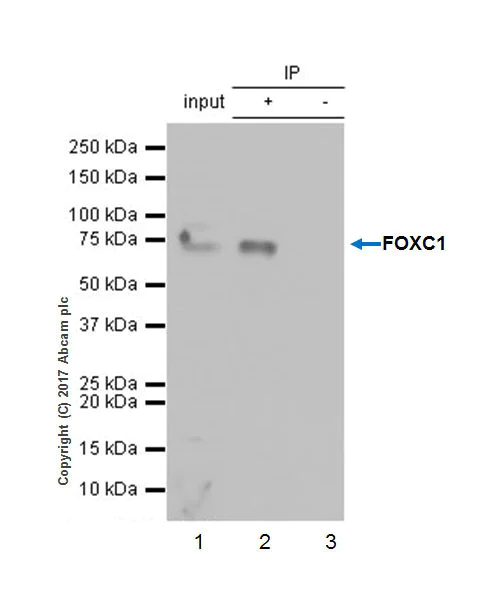 Immunoprecipitation - Anti-FOXC1 antibody [EPR20685] - BSA and Azide free (AB230159)