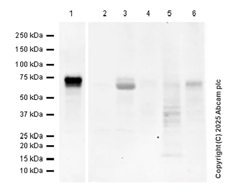 Western blot - Anti-FOXC1 antibody [EPR20685] - BSA and Azide free (AB230159)