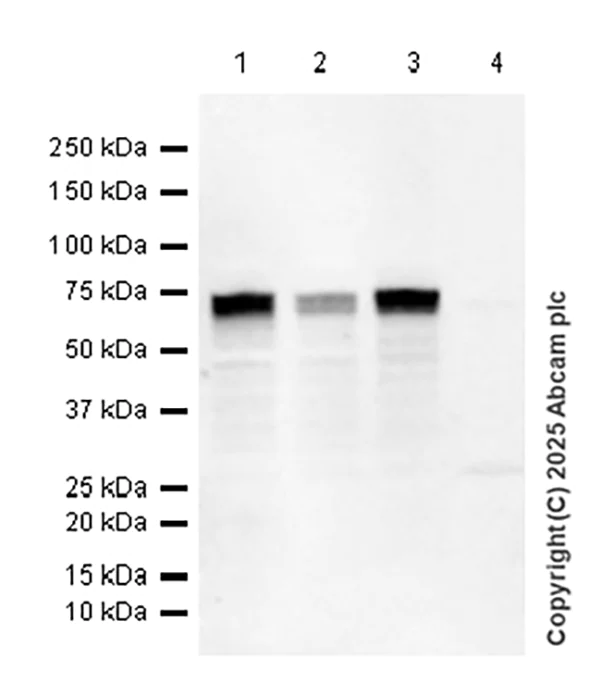 Western blot - Anti-FOXC1 antibody [EPR20685] - BSA and Azide free (AB230159)