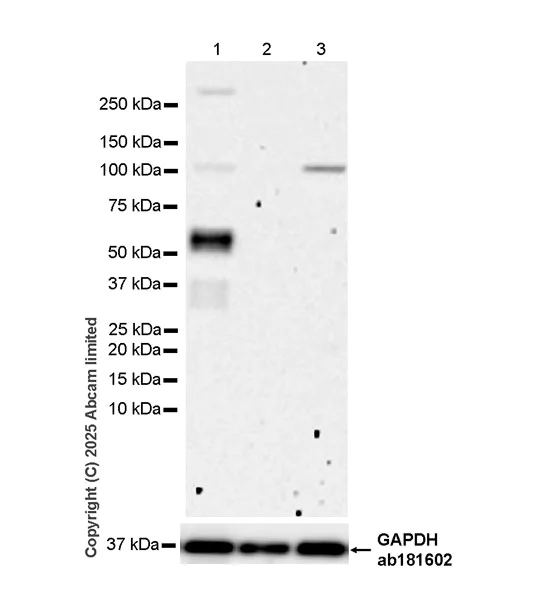 Western blot - Anti-FOXC2 antibody [EPR29613-501] (AB324638)