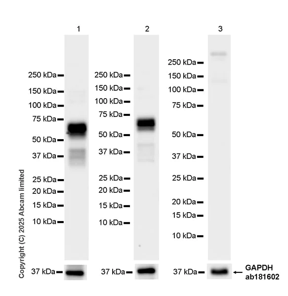 Western blot - Anti-FOXC2 antibody [EPR29613-501] (AB324638)