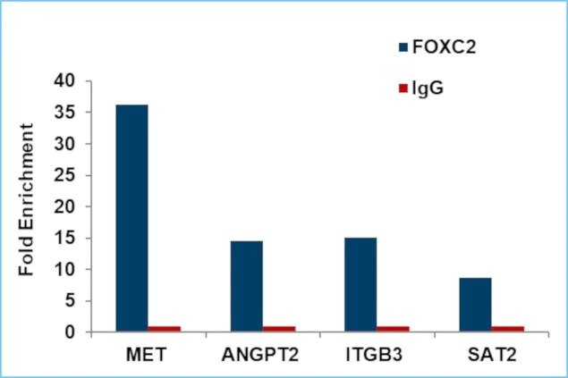 ChIP - Anti-FOXC2 antibody [RP23040265] - ChIP Grade (AB308055)