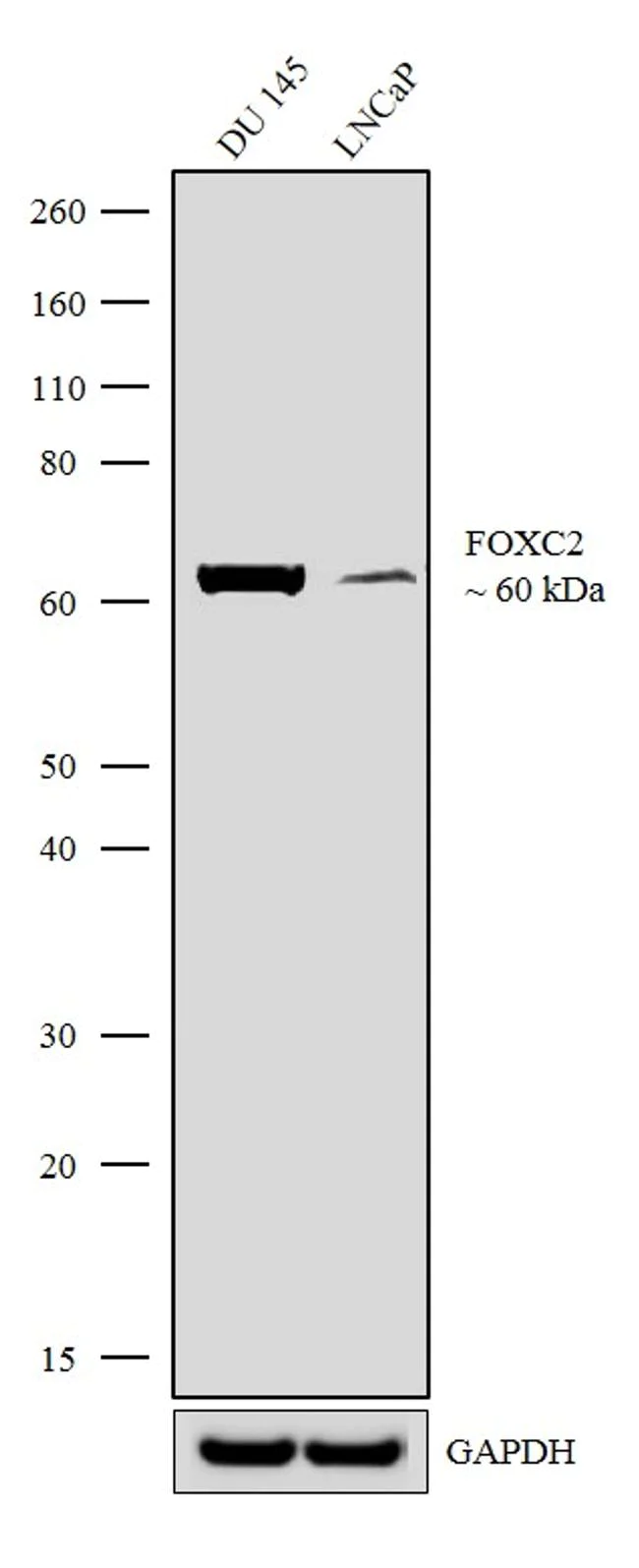 Western blot - Anti-FOXC2 antibody [RP23040265] - ChIP Grade (AB308055)