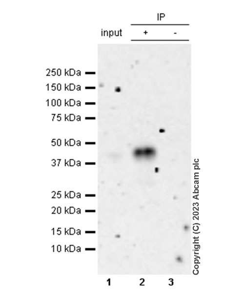 Immunoprecipitation - Anti-FOXF1 antibody [EPR27368-79] (AB308633), expandable thumbnail