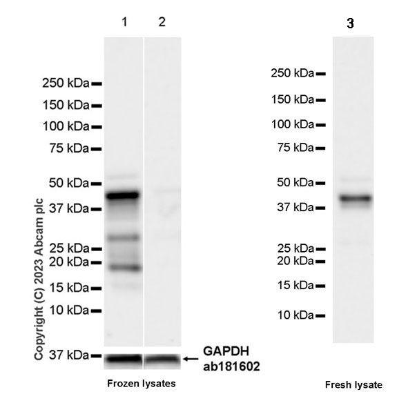 Western blot - Anti-FOXF1 antibody [EPR27368-79] (AB308633), expandable thumbnail