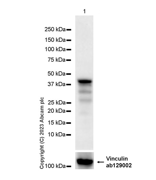 Western blot - Anti-FOXF1 antibody [EPR27368-79] (AB308633), expandable thumbnail