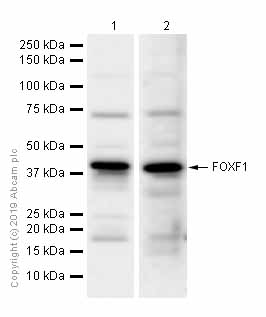 Western blot - Anti-FOXF1 antibody [EPR7971] (AB168383), expandable thumbnail