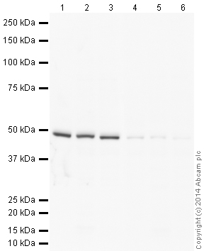 Western blot - Anti-FOXG1 antibody (AB18259), expandable thumbnail