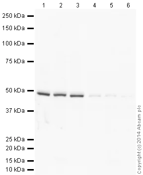Western blot - Anti-FOXG1 antibody (AB18259)