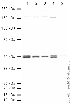 Western blot - Anti-FOXG1 antibody (AB18259), expandable thumbnail