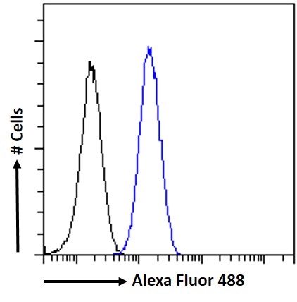 Flow Cytometry - Anti-FOXG1 antibody (AB3394), expandable thumbnail