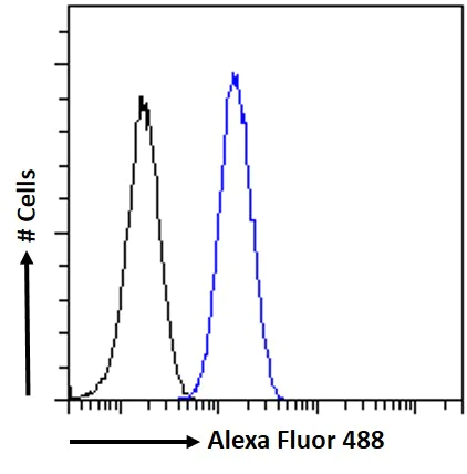 Flow Cytometry - Anti-FOXG1 antibody (AB3394)