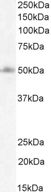 Western blot - Anti-FOXG1 antibody (AB3394), expandable thumbnail