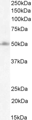 Western blot - Anti-FOXG1 antibody (AB3394)