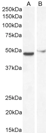Western blot - Anti-FOXG1 antibody (AB3394)