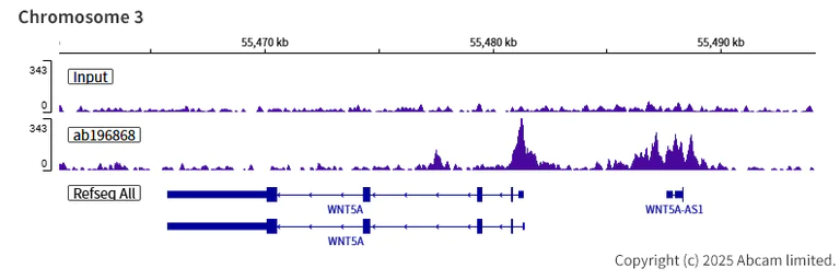 ChIP-sequencing - Anti-FOXG1 antibody [EPR18987] (AB196868)
