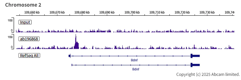 ChIP-sequencing - Anti-FOXG1 antibody [EPR18987] (AB196868)