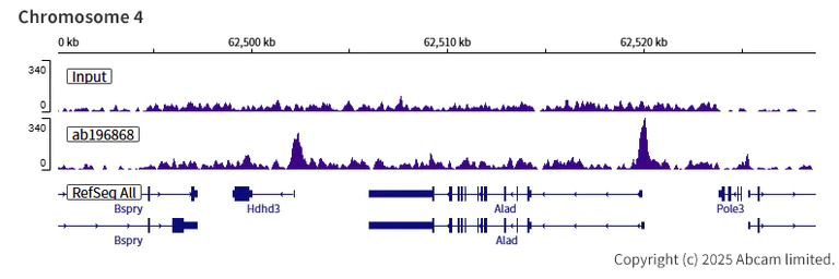 ChIP-sequencing - Anti-FOXG1 antibody [EPR18987] (AB196868)
