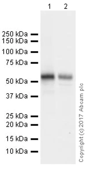 Western blot - Anti-FOXG1 antibody [EPR18987] (AB196868)