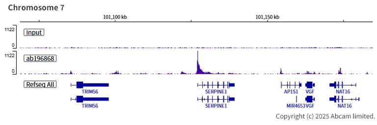 ChIP-sequencing - Anti-FOXG1 antibody [EPR18987] - BSA and Azide free (AB227888)