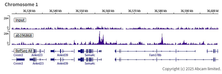 ChIP-sequencing - Anti-FOXG1 antibody [EPR18987] - BSA and Azide free (AB227888)