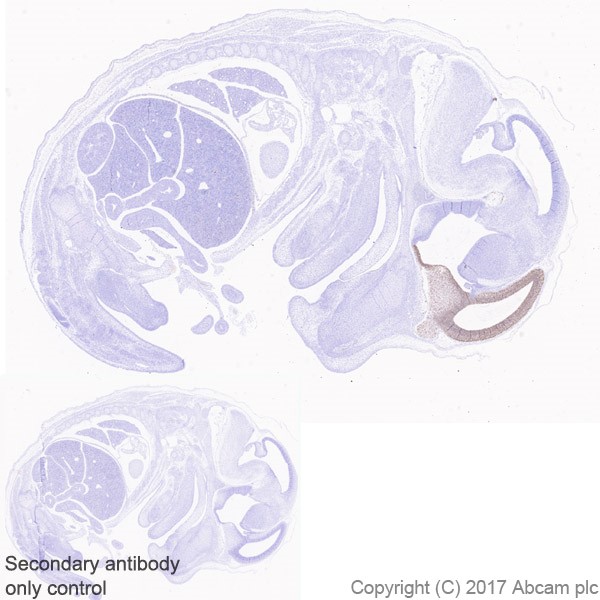 Immunohistochemistry (Formalin/PFA-fixed paraffin-embedded sections) - Anti-FOXG1 antibody [EPR18987] - BSA and Azide free (AB227888), expandable thumbnail