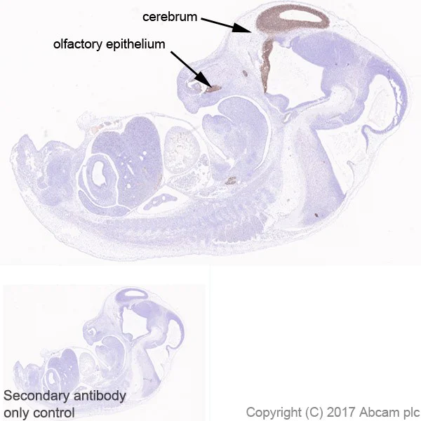 Immunohistochemistry (Formalin/PFA-fixed paraffin-embedded sections) - Anti-FOXG1 antibody [EPR18987] - BSA and Azide free (AB227888)