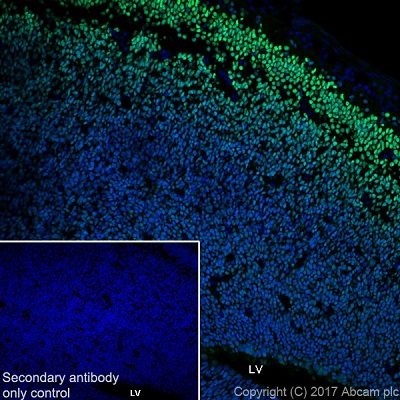 Immunohistochemistry (Frozen sections) - Anti-FOXG1 antibody [EPR18987] - BSA and Azide free (AB227888), expandable thumbnail