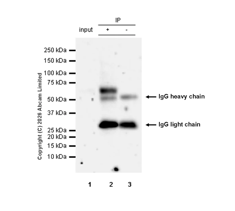 Immunoprecipitation - Anti-FOXG1 antibody [EPR18987] - BSA and Azide free (AB227888)
