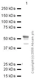 Western blot - Anti-FOXG1 antibody [mAbcam 51774] (AB51774)