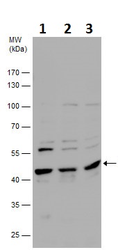 Western blot - Anti-FOXH1 antibody (AB229241)