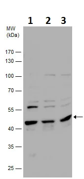 Western blot - Anti-FOXH1 antibody (AB229241)
