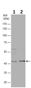 Western blot - Anti-FOXH1 antibody (AB229241)