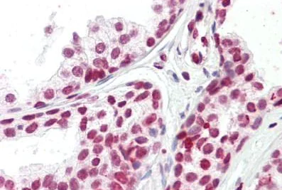 Immunohistochemistry (Formalin/PFA-fixed paraffin-embedded sections) - Anti-FOXH1 antibody - N-terminal (AB189960)
