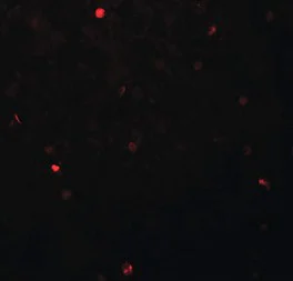 Immunohistochemistry (Formalin/PFA-fixed paraffin-embedded sections) - Anti-FOXH1 antibody - N-terminal (AB189960)