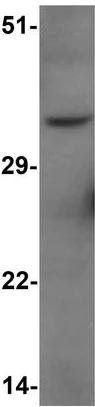 Western blot - Anti-FOXH1 antibody - N-terminal (AB189960)