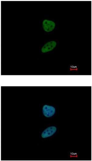Immunocytochemistry/ Immunofluorescence - Anti-FOXI1 antibody (AB153935), expandable thumbnail