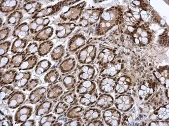 Immunohistochemistry (Formalin/PFA-fixed paraffin-embedded sections) - Anti-FOXI1 antibody (AB153935)