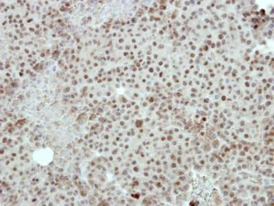 Immunohistochemistry (Formalin/PFA-fixed paraffin-embedded sections) - Anti-FOXI1 antibody (AB153935)