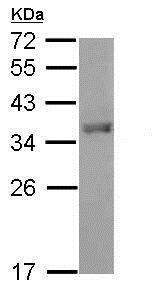 Western blot - Anti-FOXI1 antibody (AB153935), expandable thumbnail