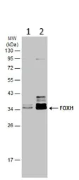 Western blot - Anti-FOXI1 antibody (AB153935)