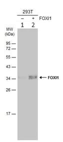Western blot - Anti-FOXI1 antibody (AB153935)
