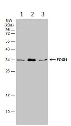 Western blot - Anti-FOXI1 antibody (AB153935)