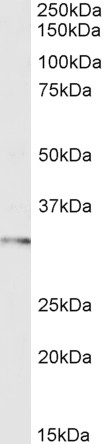 Western blot - Anti-FOXI1 antibody (AB20454)