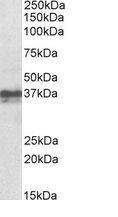 Western blot - Anti-FOXI3 antibody (AB113424), expandable thumbnail