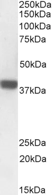 Western blot - Anti-FOXI3 antibody (AB113424)
