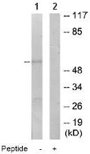Western blot - Anti-FoxJ1 antibody (AB64855)